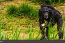 chimpanzee_mostphotos